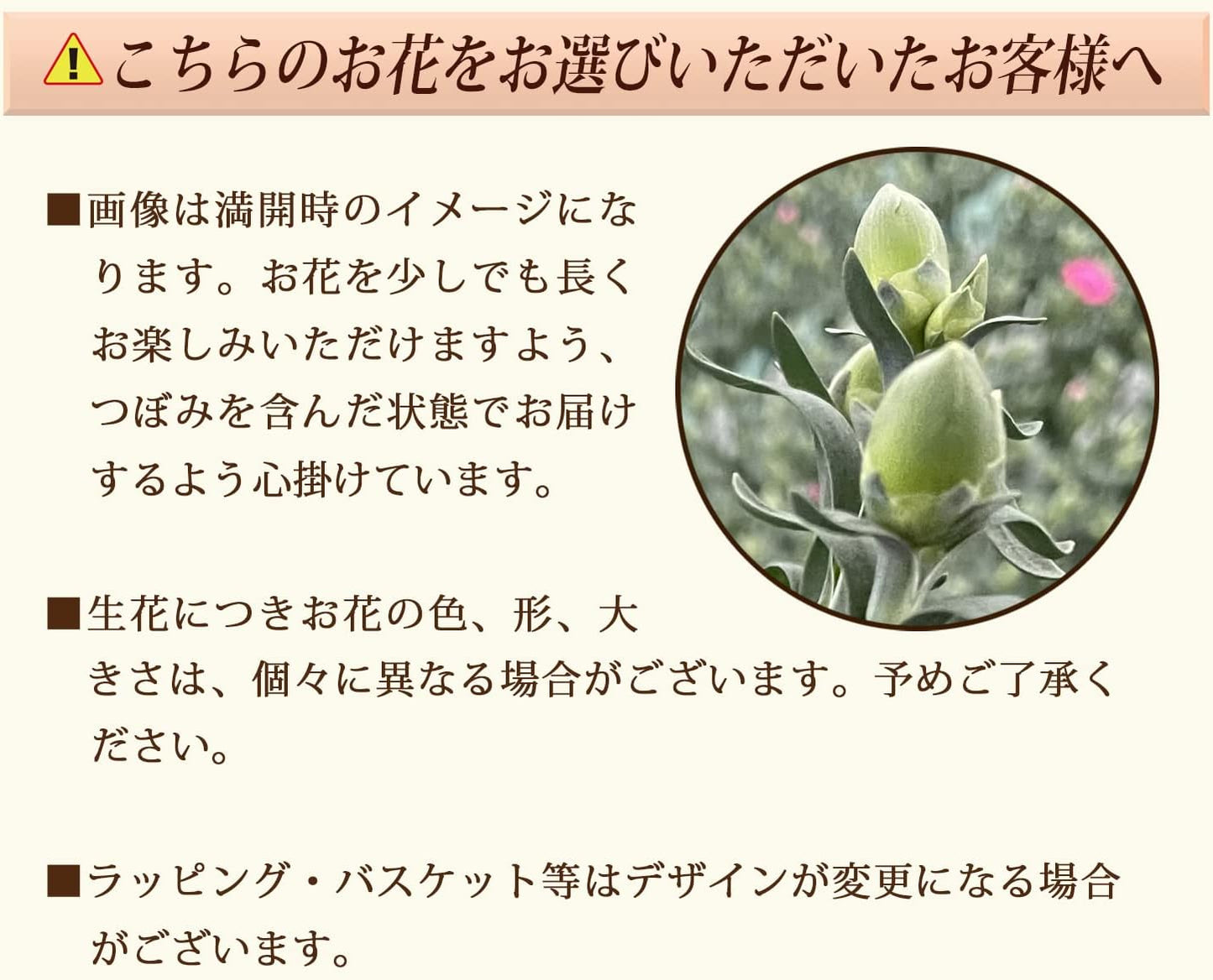 花のギフト社 母の日 花 カーネーション 母の日ギフト 鉢植え プレゼント いちごホイップ 7号