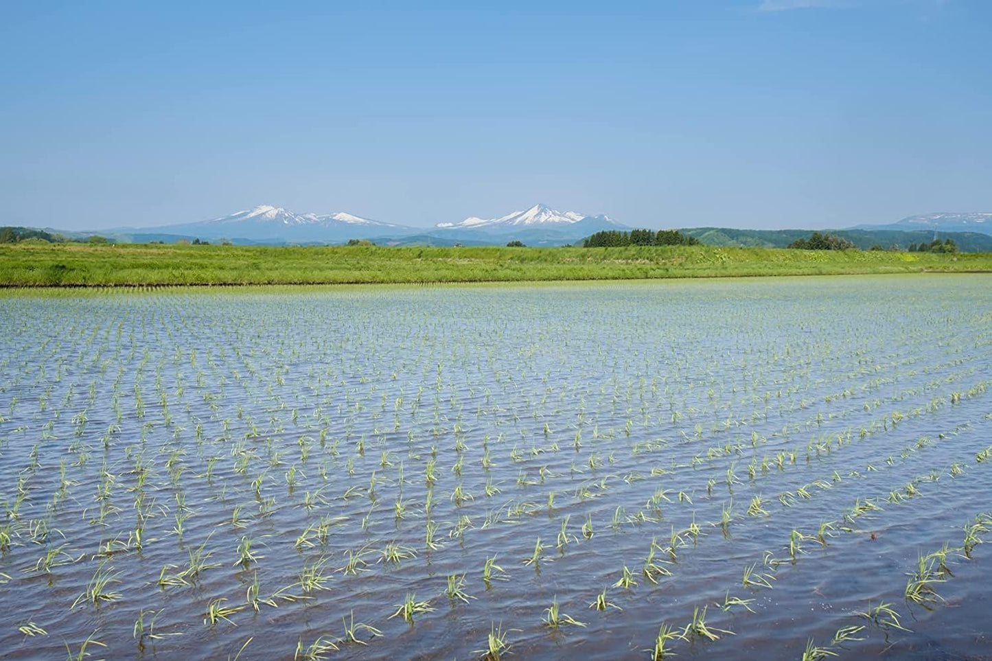 パールライス 青森県産 無洗米 青天の霹靂 令和7年産