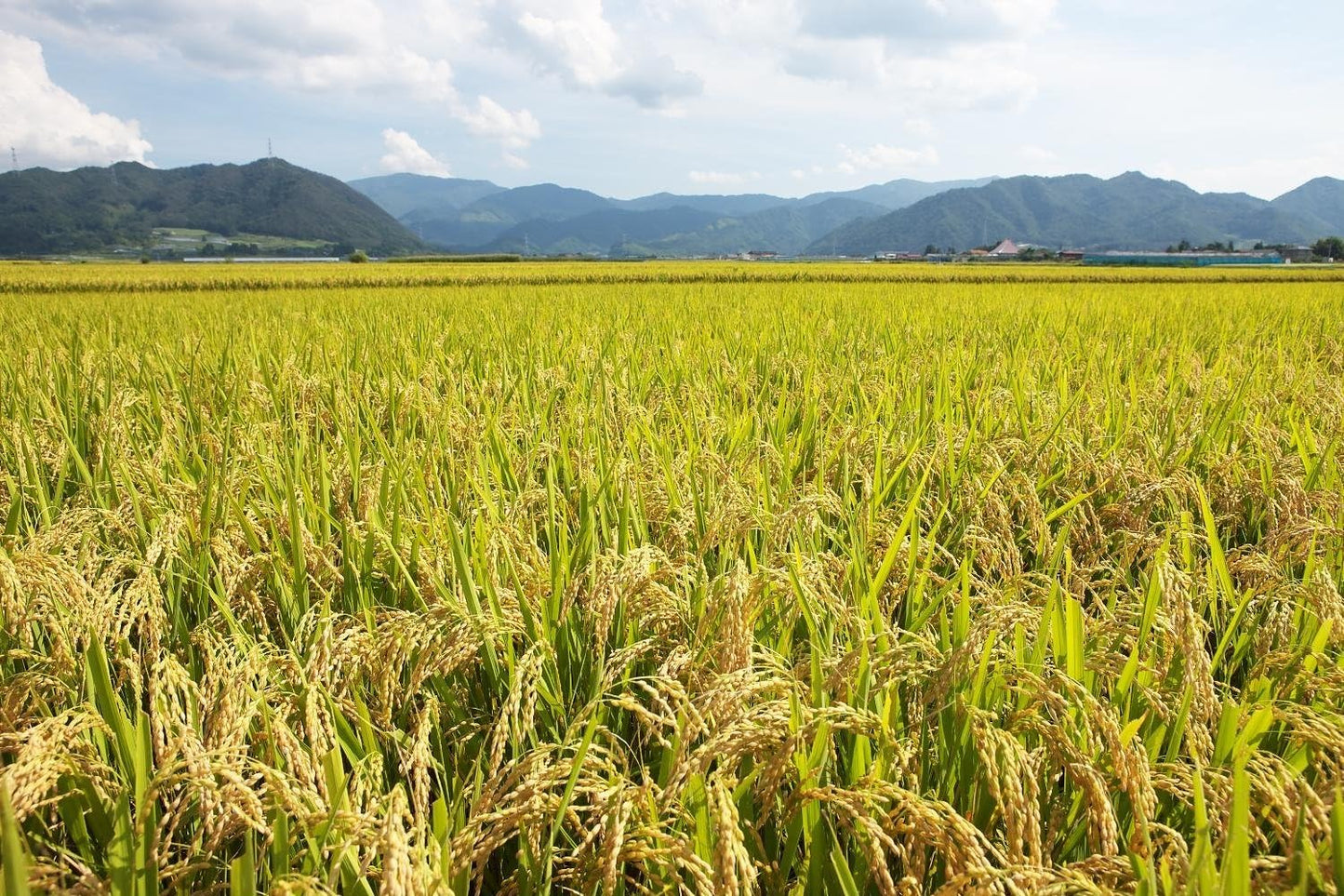 パールライス 山形県産 白米 つや姫 5kg 令和7年産