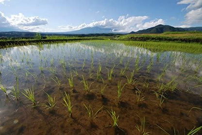 【 令和7年産 】 熊本県 菊池産 ヒノヒカリ 白米  単一原料 残留農薬ゼロ 放射能ゼロ 重金属基準値以下 マタニティ基準適合
