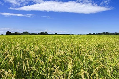 パールライス 無洗米 パールライスのお米（国産米）5ｋｇ