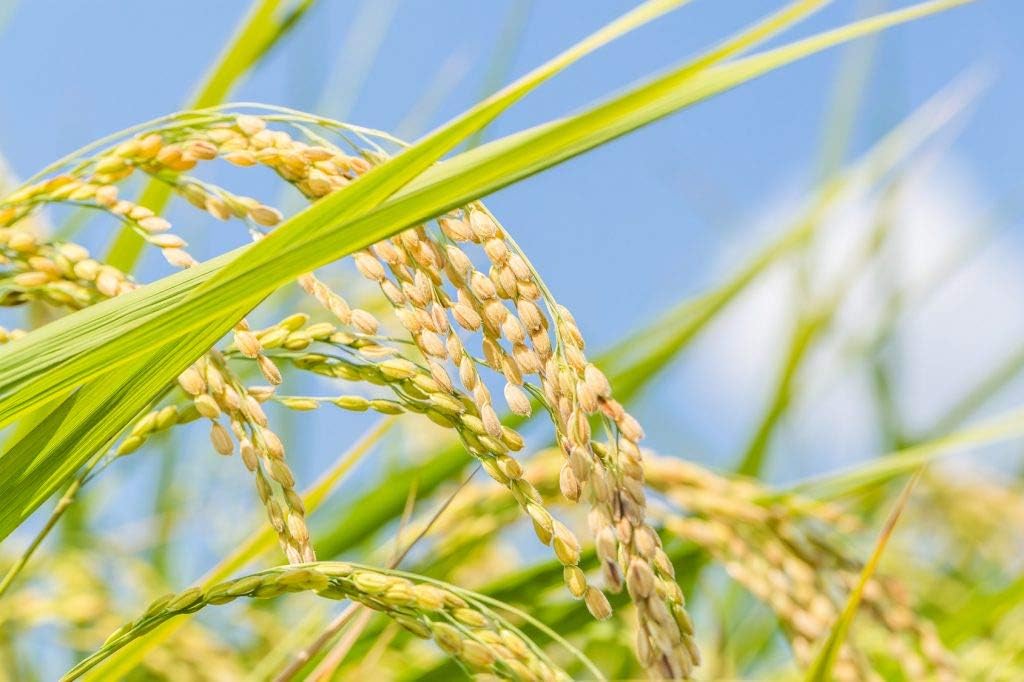 熊本県産 ヒノヒカリ 5kg 【 無洗米 】
