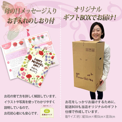 花のギフト社 母の日 花 カーネーション 母の日ギフト 鉢植え プレゼント いちごホイップ 7号