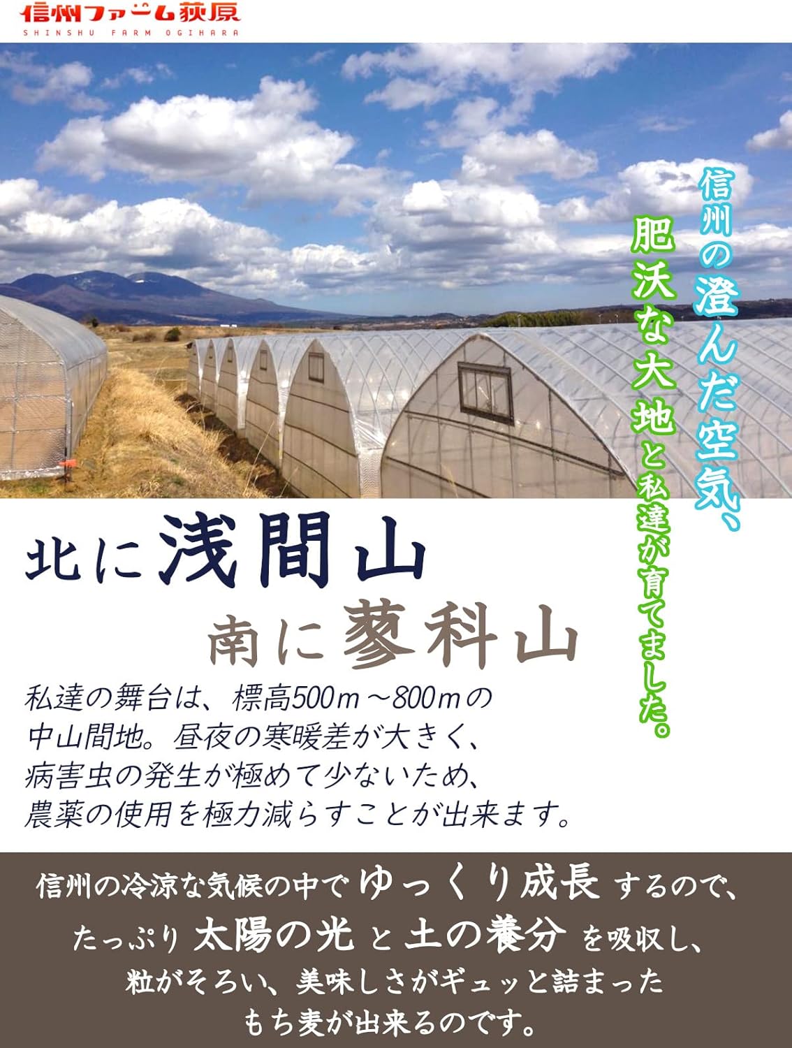 信州ファーム荻原 もち麦 ごはん 5kg 長野県 信州産 国産 精麦 食物繊維 大麦 もちもち