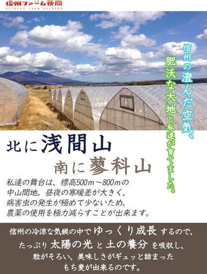 信州ファーム荻原 もち麦 ごはん 5kg 長野県 信州産 国産 精麦 食物繊維 大麦 もちもち