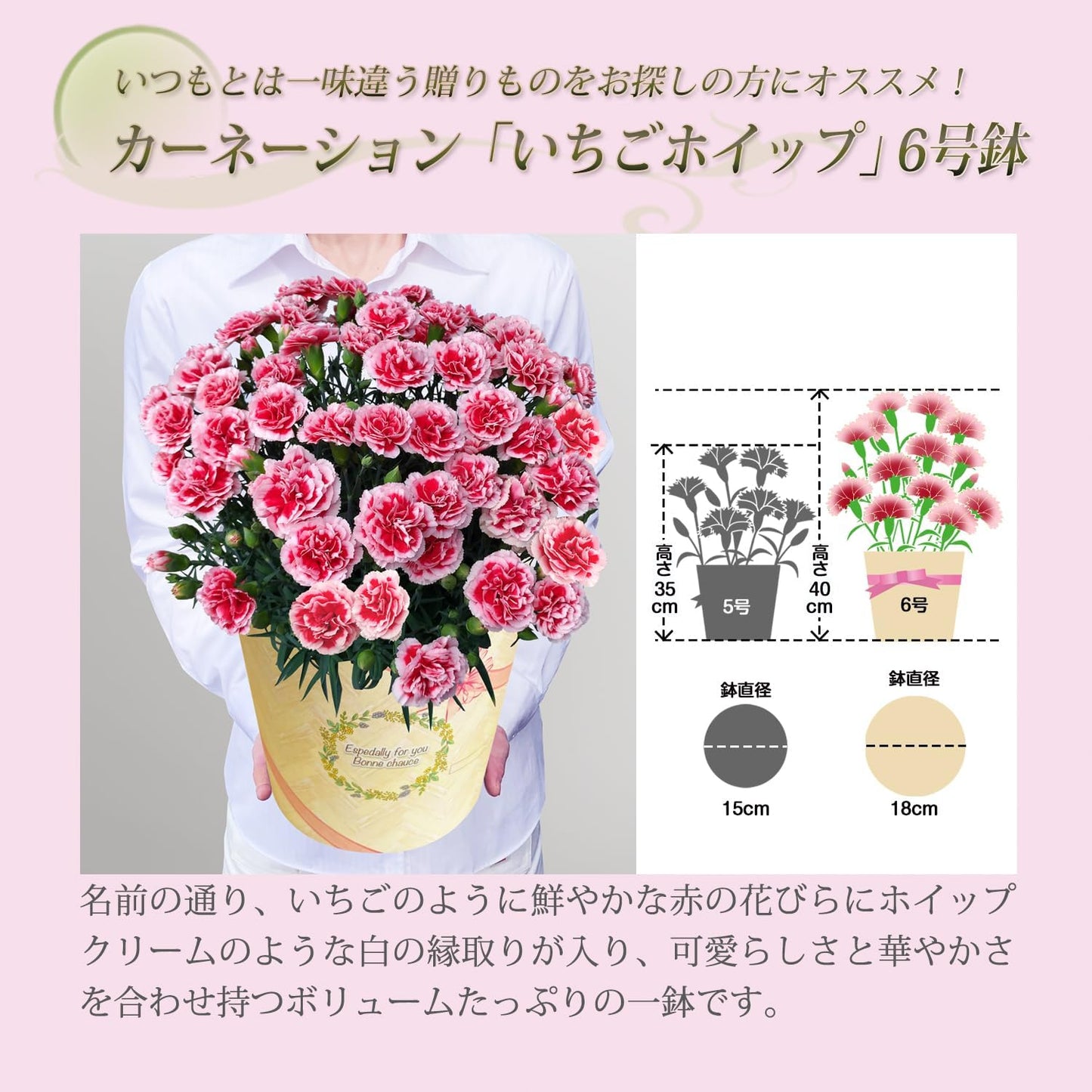 花のギフト社 母の日 花 カーネーション 母の日ギフト 鉢植え プレゼント レッド 6号