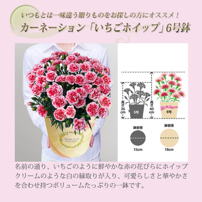花のギフト社 母の日 花 カーネーション 母の日ギフト 鉢植え プレゼント レッド 6号