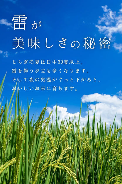 農業生産法人ワタナベ 新米 令和7年 無洗米 5kg 栃木県 とちぎの星