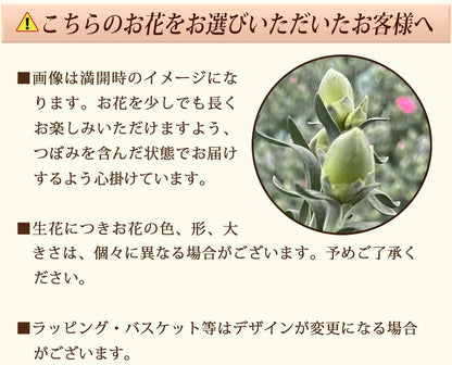 花のギフト社 母の日 花 カーネーション 母の日ギフト 鉢植え プレゼント いちごホイップ 7号