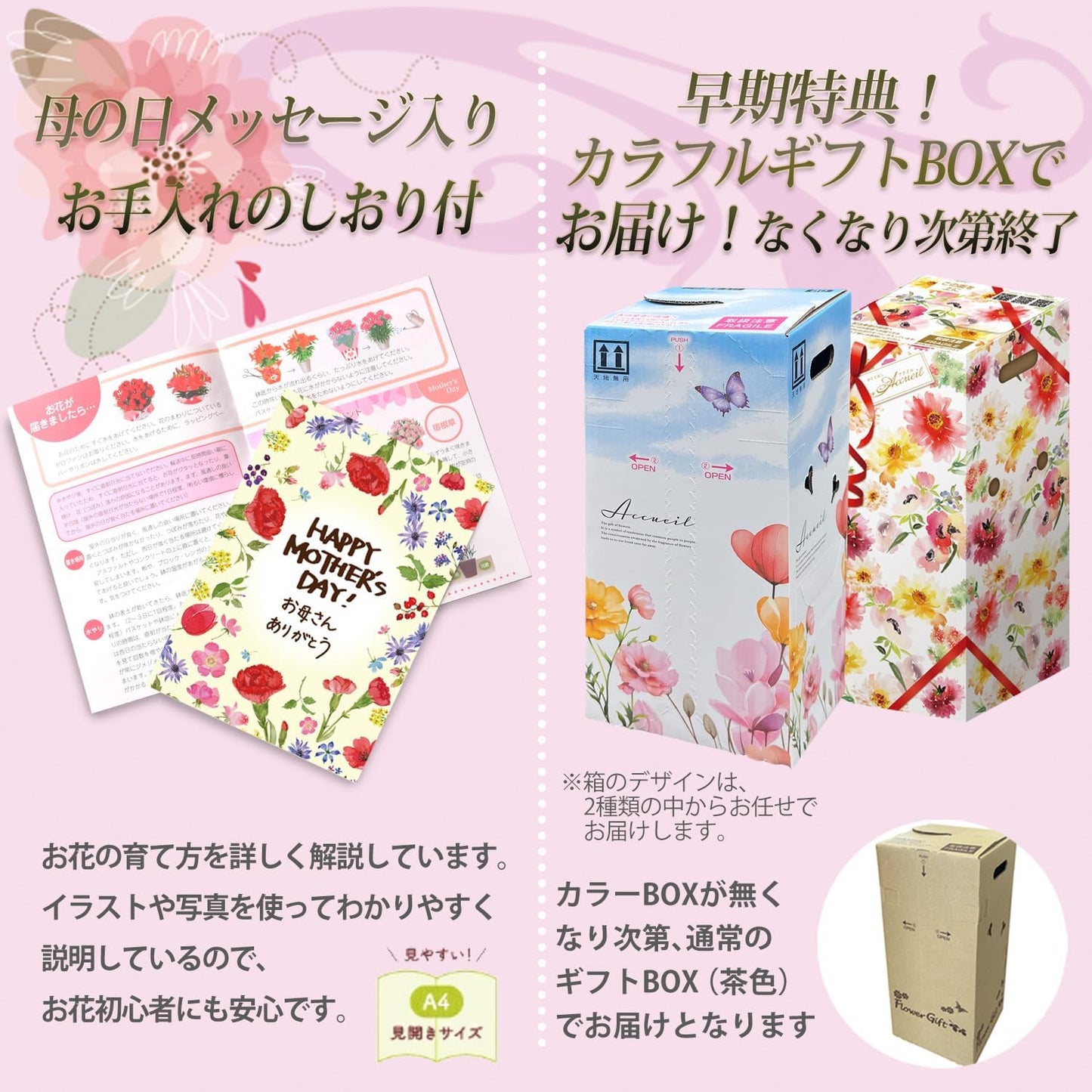 花のギフト社 母の日 花 カーネーション 母の日ギフト 鉢植え プレゼント メープルシフォン