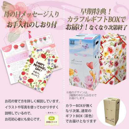花のギフト社 母の日 花 カーネーション 母の日ギフト 鉢植え プレゼント メープルシフォン
