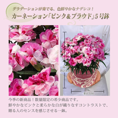 花のギフト社 母の日 花 カーネーション 母の日ギフト 鉢植え プレゼント メープルシフォン