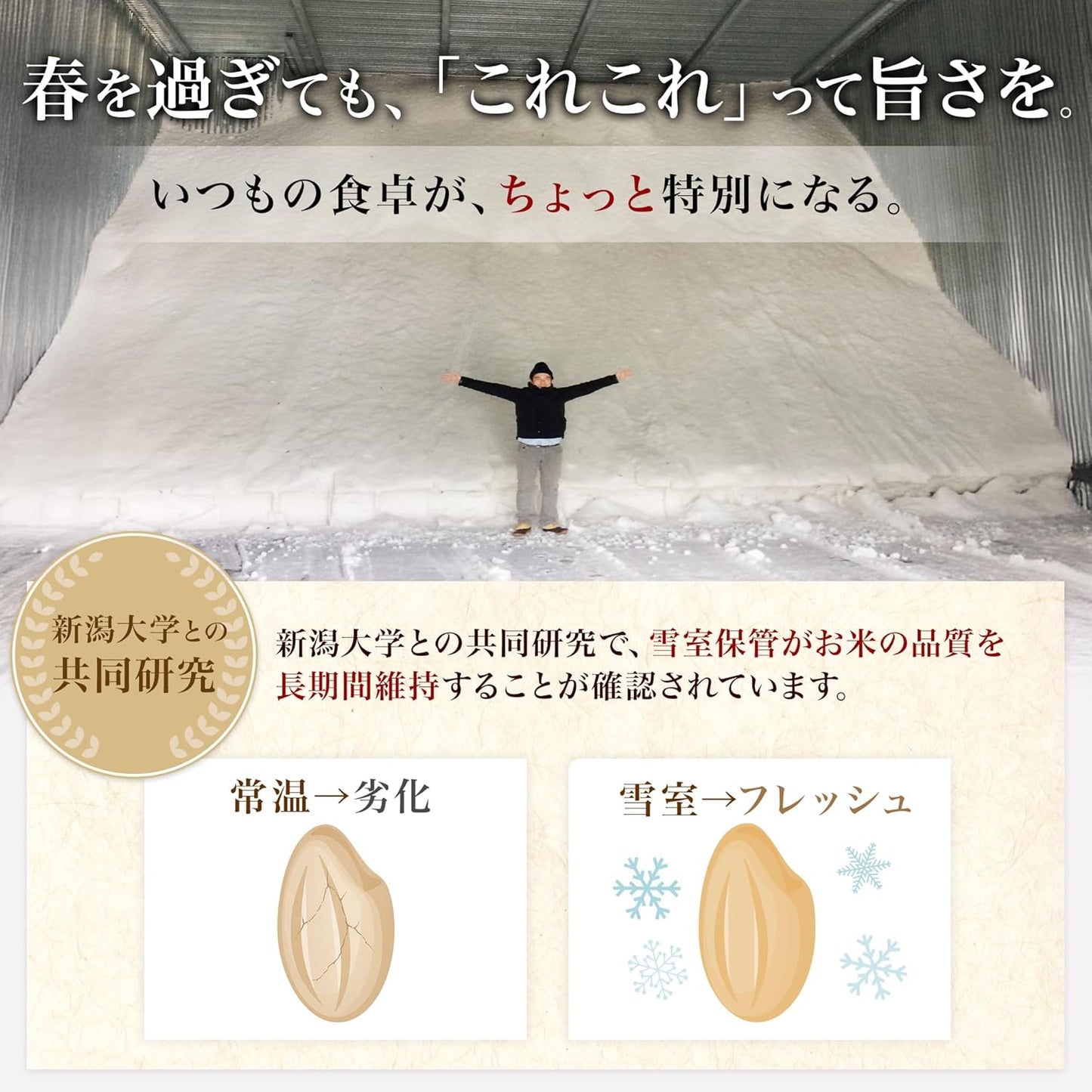 米 5kg 新潟県産 コシヒカリ 令和7年産｜雪室保管・精米したて｜粒感しっかり 冷めてもおいしい お米 こしひかり｜旨い米なら、これこれ