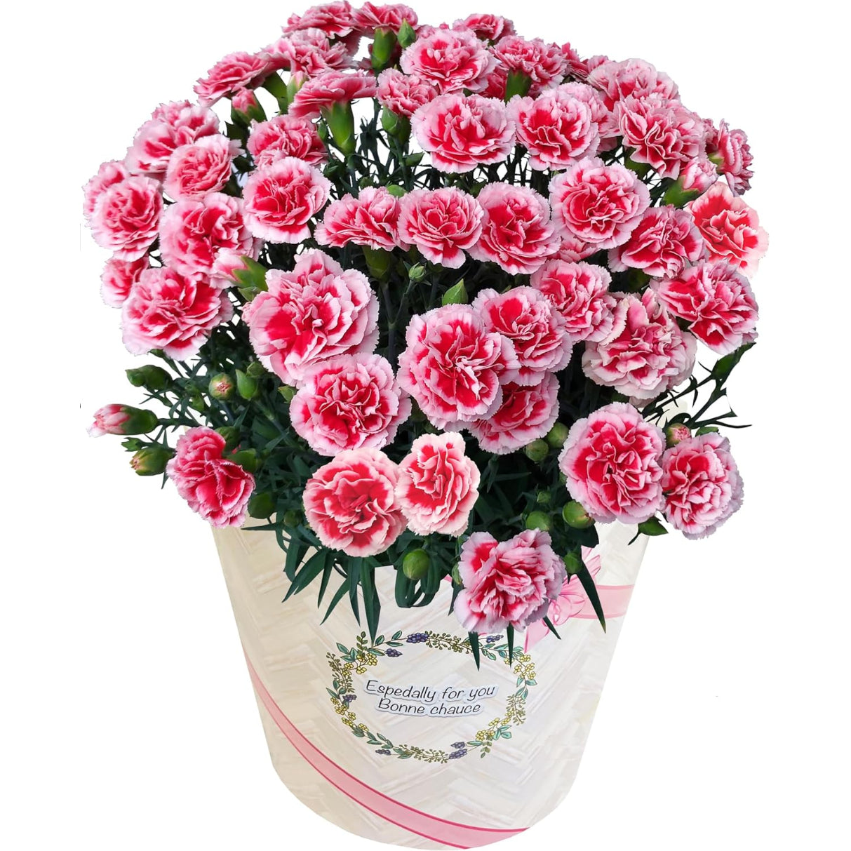 花のギフト社 母の日 花 カーネーション 母の日ギフト 鉢植え プレゼント レッド 6号