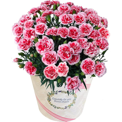 花のギフト社 母の日 花 カーネーション 母の日ギフト 鉢植え プレゼント レッド 6号