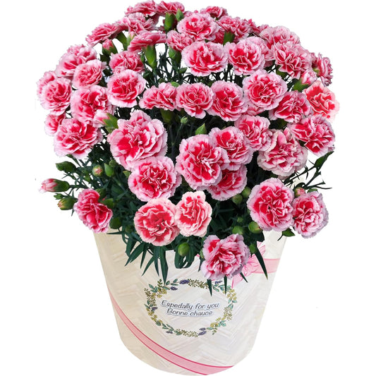 花のギフト社 母の日 花 カーネーション 母の日ギフト 鉢植え プレゼント レッド 6号
