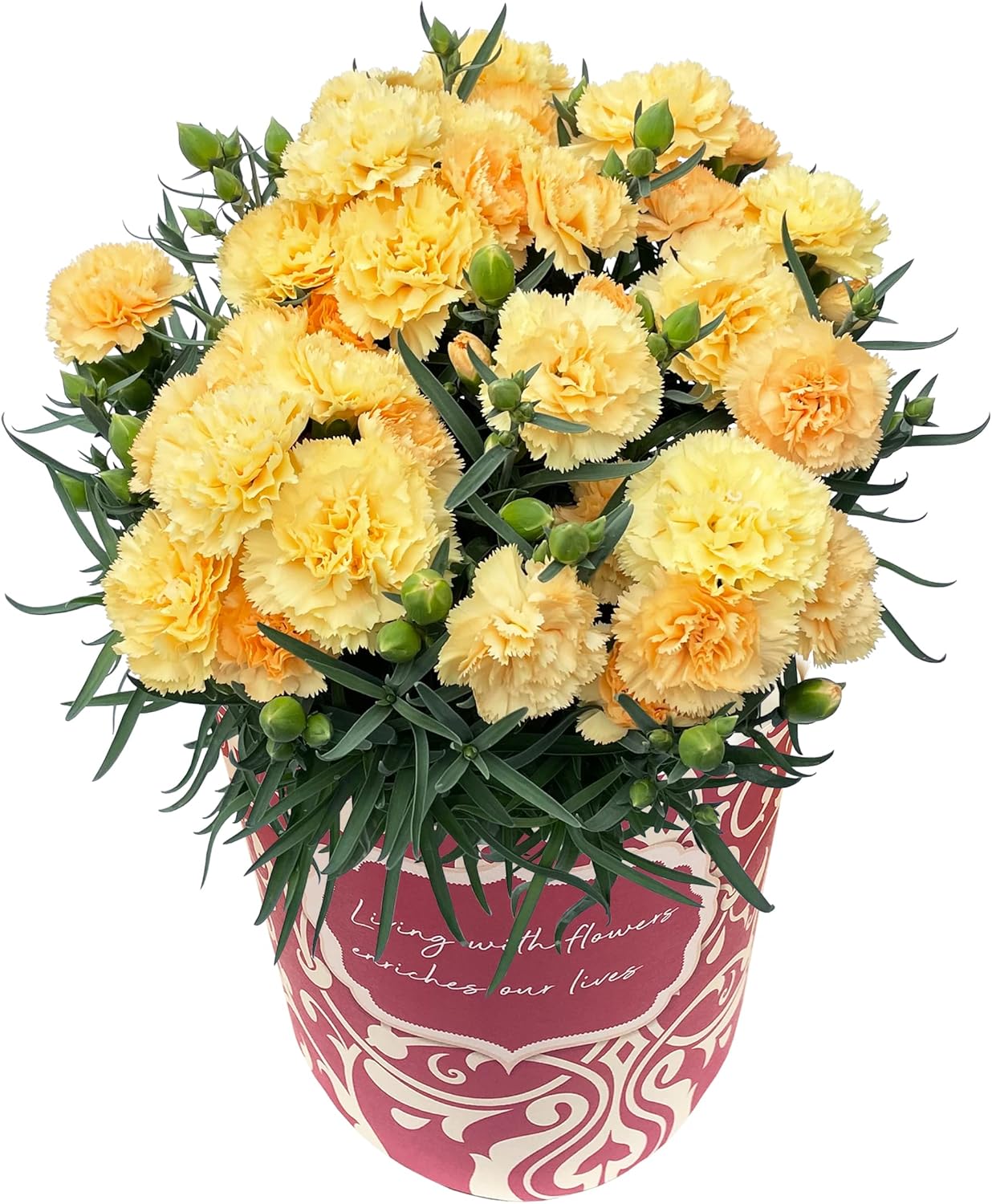 花のギフト社 母の日 花 カーネーション 母の日ギフト 鉢植え プレゼント メープルシフォン