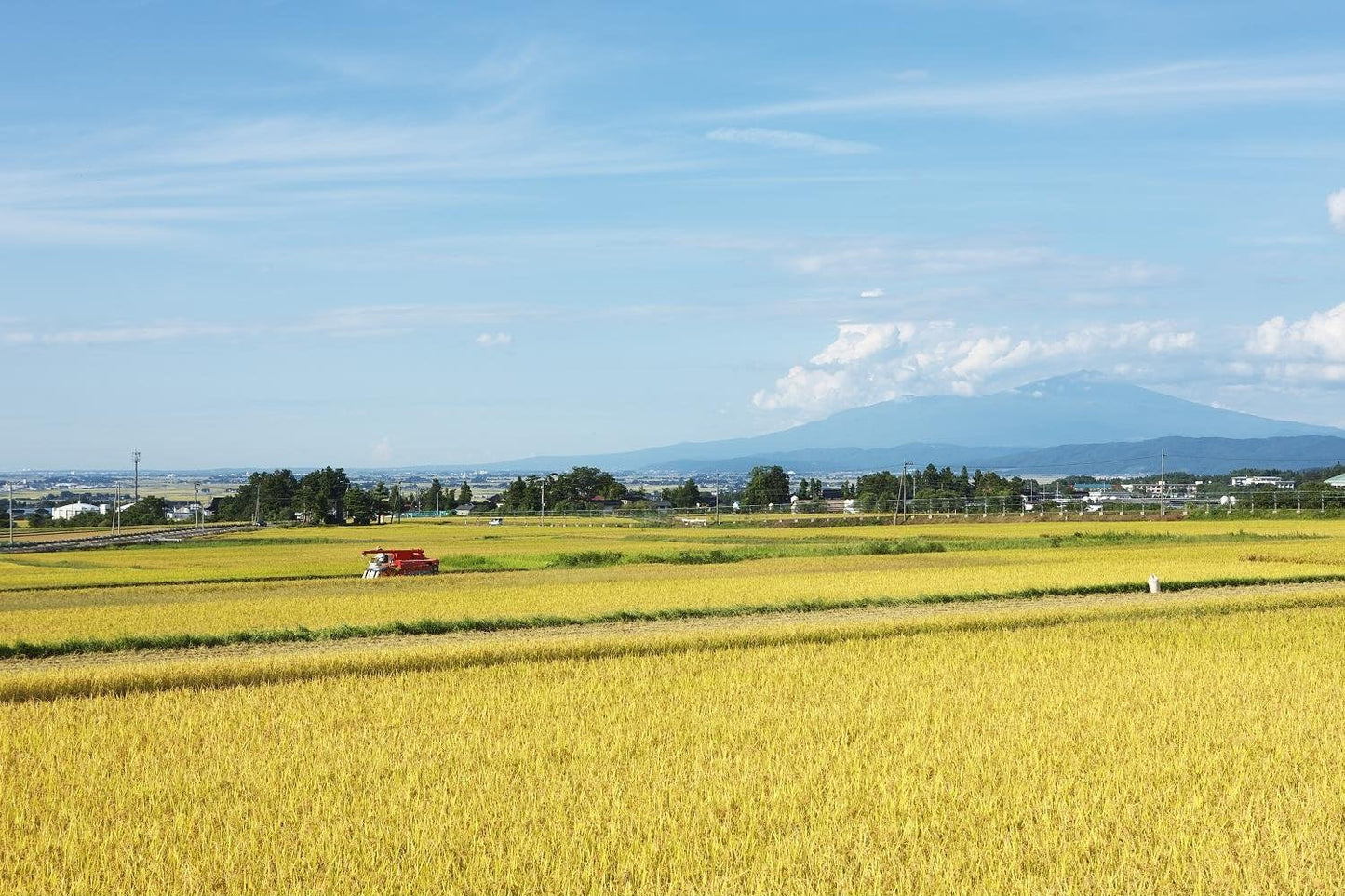パールライス 山形県産 白米 つや姫 5kg 令和7年産