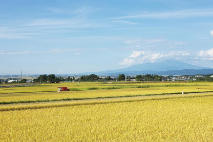 パールライス 山形県産 白米 つや姫 5kg 令和7年産