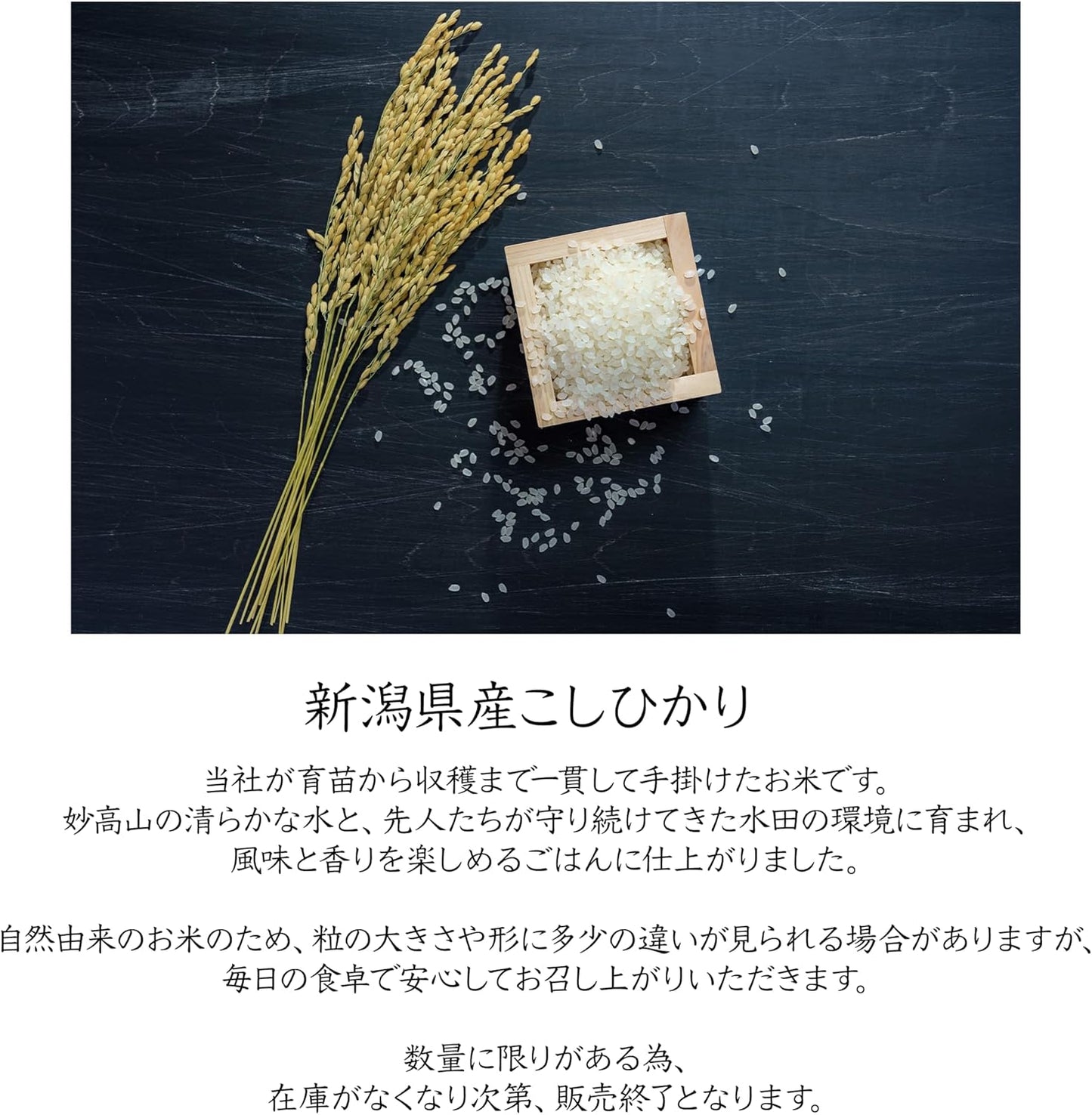 【まいにち米B +】新潟県産こしひかり 5kg 令和7年産【農家直送 受注精米】