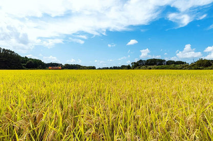 パールライス 青森県産 無洗米 青天の霹靂 令和7年産