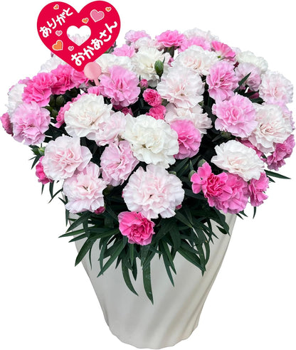 花のギフト社 母の日 花 カーネーション 母の日ギフト 鉢植え プレゼント いちごホイップ 7号