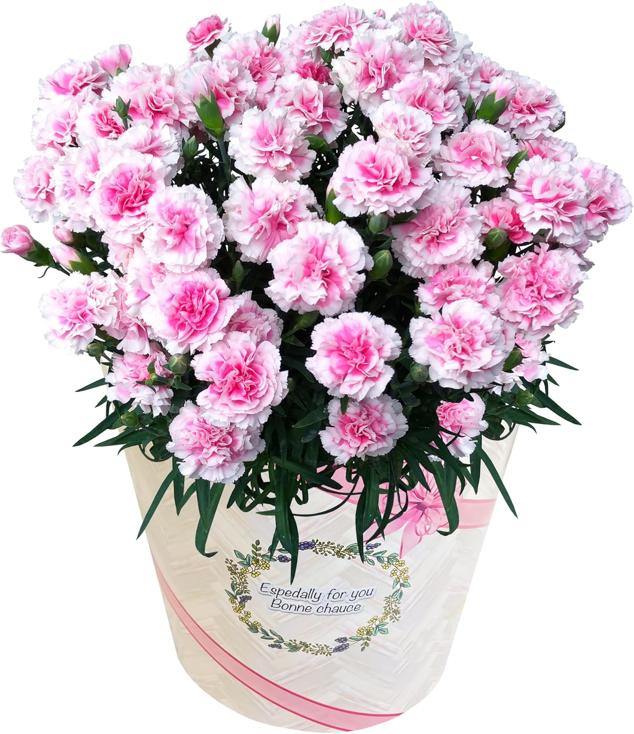 花のギフト社 母の日 花 カーネーション 母の日ギフト 鉢植え プレゼント レッド 6号