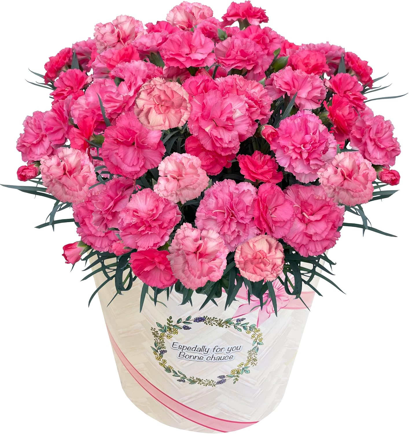 花のギフト社 母の日 花 カーネーション 母の日ギフト 鉢植え プレゼント レッド 6号