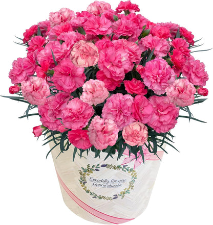 花のギフト社 母の日 花 カーネーション 母の日ギフト 鉢植え プレゼント レッド 6号