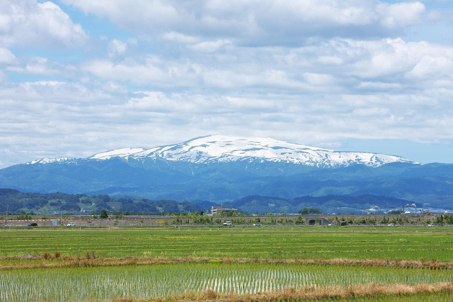 パールライス 山形県産 白米 つや姫 5kg 令和7年産