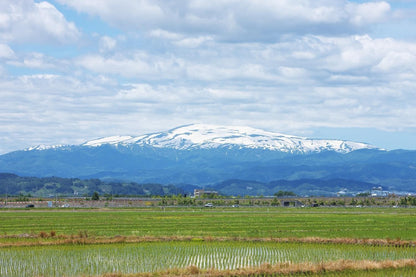 パールライス 山形県産 白米 つや姫 5kg 令和7年産