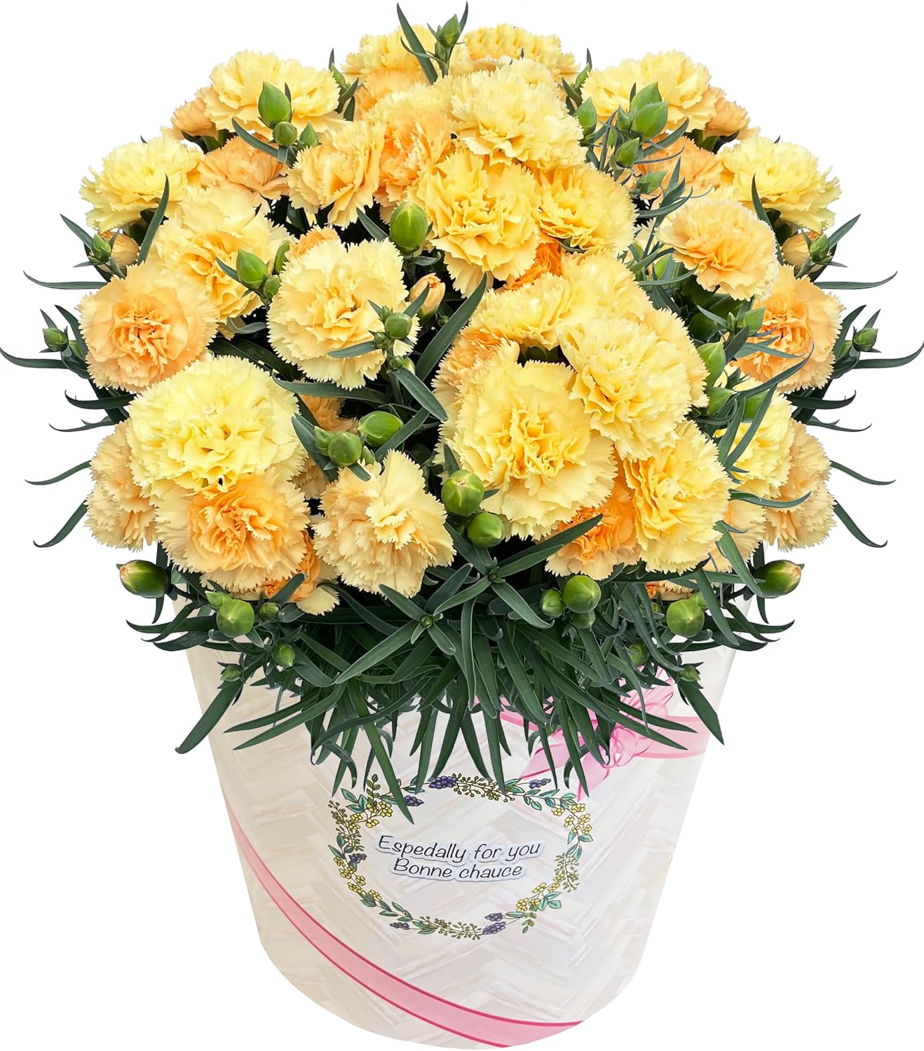 花のギフト社 母の日 花 カーネーション 母の日ギフト 鉢植え プレゼント レッド 6号