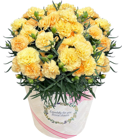 花のギフト社 母の日 花 カーネーション 母の日ギフト 鉢植え プレゼント レッド 6号