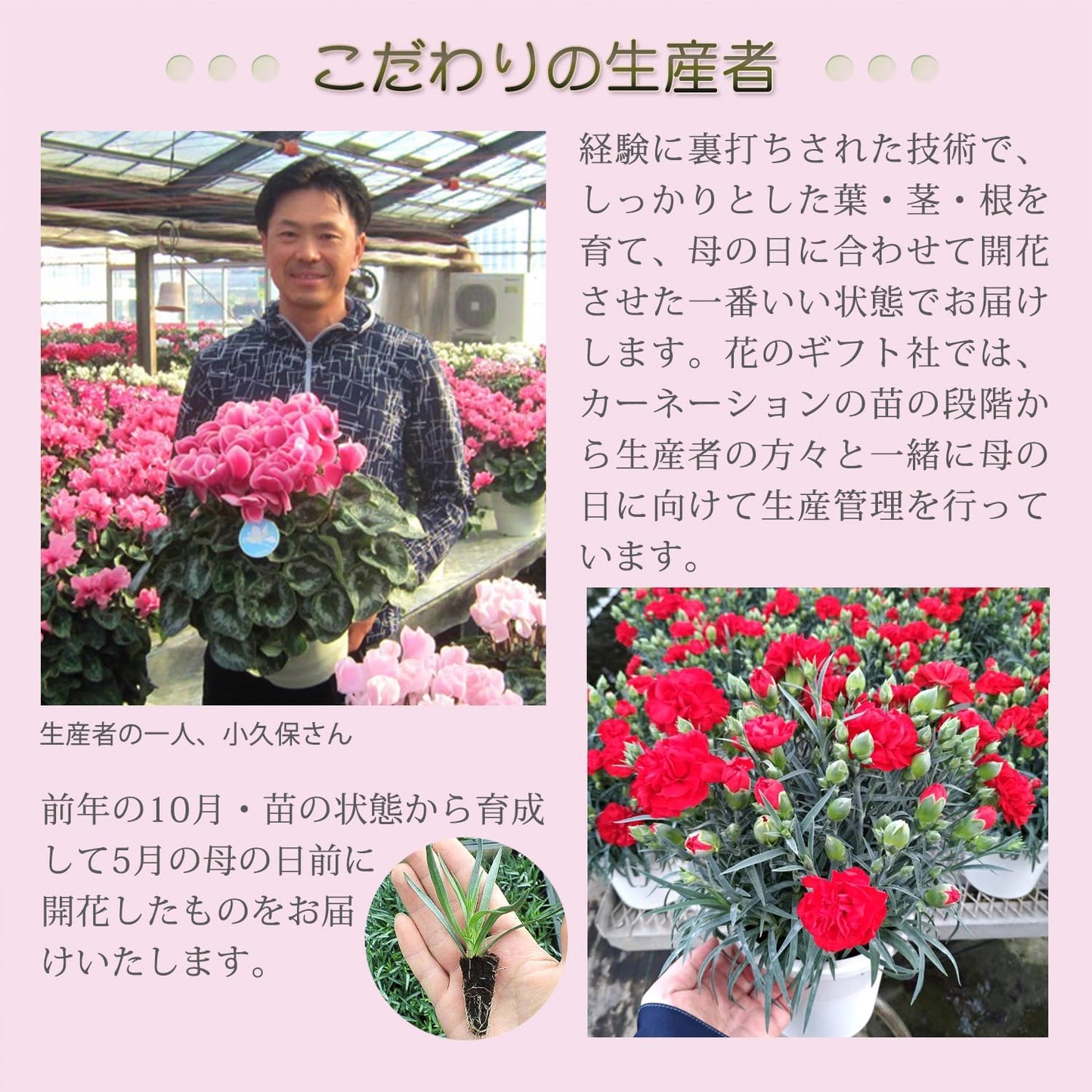 花のギフト社 母の日 花 カーネーション 母の日ギフト 鉢植え プレゼント メープルシフォン