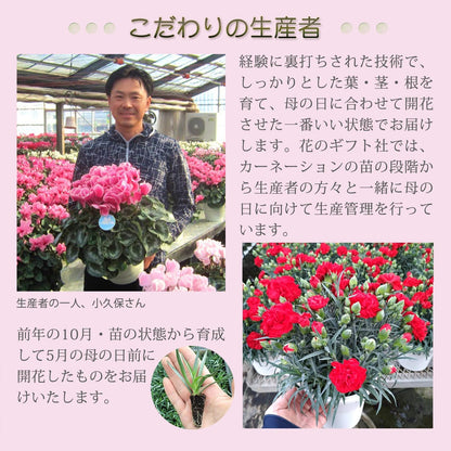 花のギフト社 母の日 花 カーネーション 母の日ギフト 鉢植え プレゼント メープルシフォン