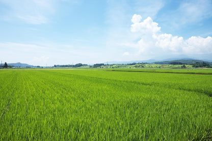 パールライス 山形県産 白米 つや姫 5kg 令和7年産