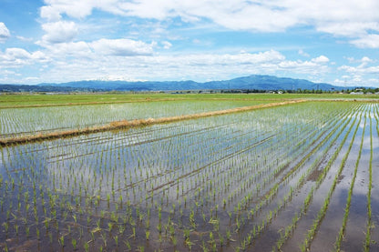パールライス 山形県産 白米 つや姫 5kg 令和7年産