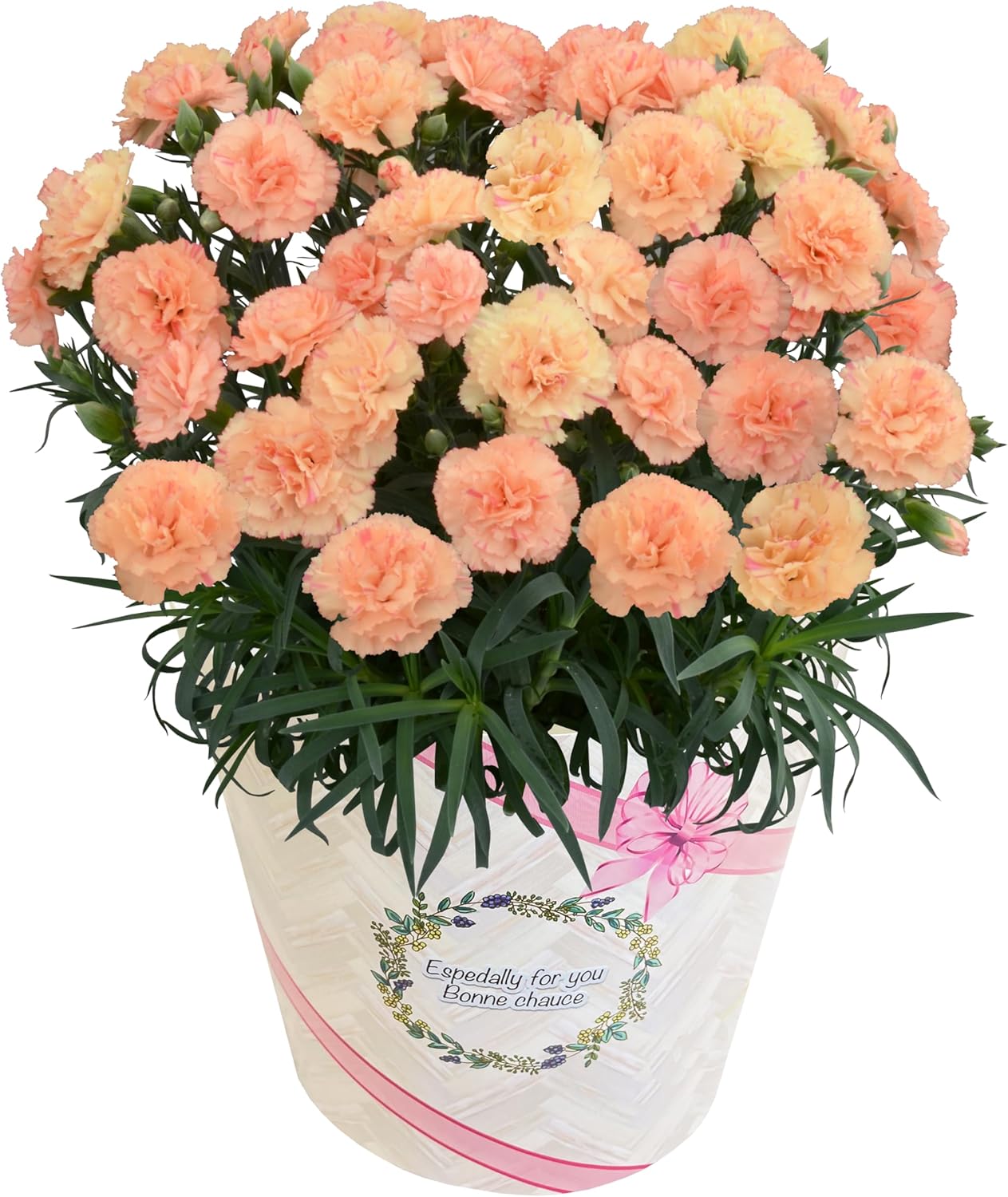 花のギフト社 母の日 花 カーネーション 母の日ギフト 鉢植え プレゼント レッド 6号