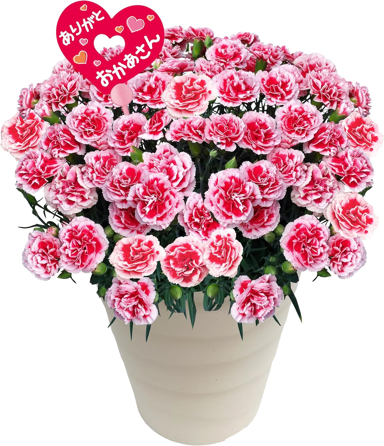 花のギフト社 母の日 花 カーネーション 母の日ギフト 鉢植え プレゼント いちごホイップ 7号