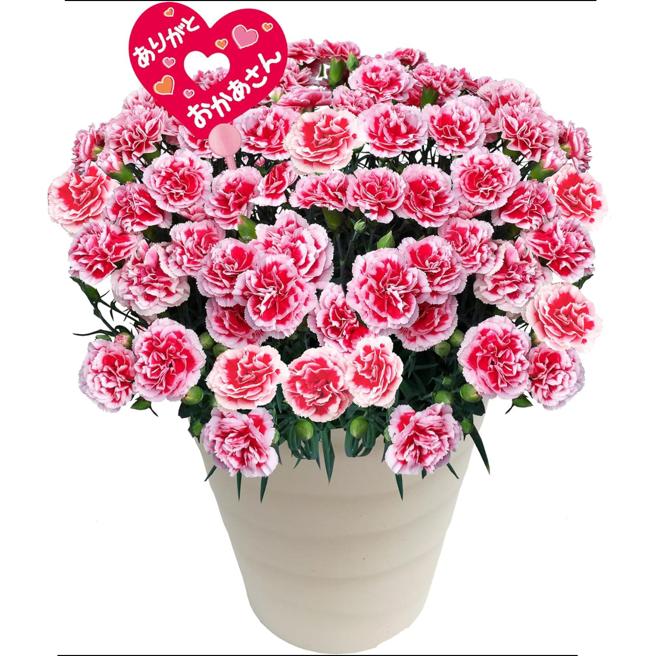 花のギフト社 母の日 花 カーネーション 母の日ギフト 鉢植え プレゼント いちごホイップ 7号