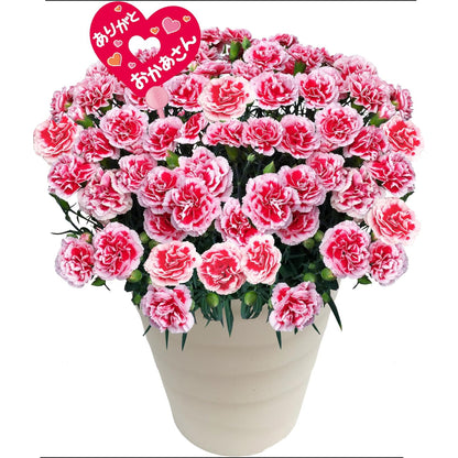 花のギフト社 母の日 花 カーネーション 母の日ギフト 鉢植え プレゼント いちごホイップ 7号
