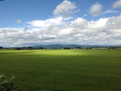 パールライス 山形県産 白米 つや姫 5kg 令和7年産