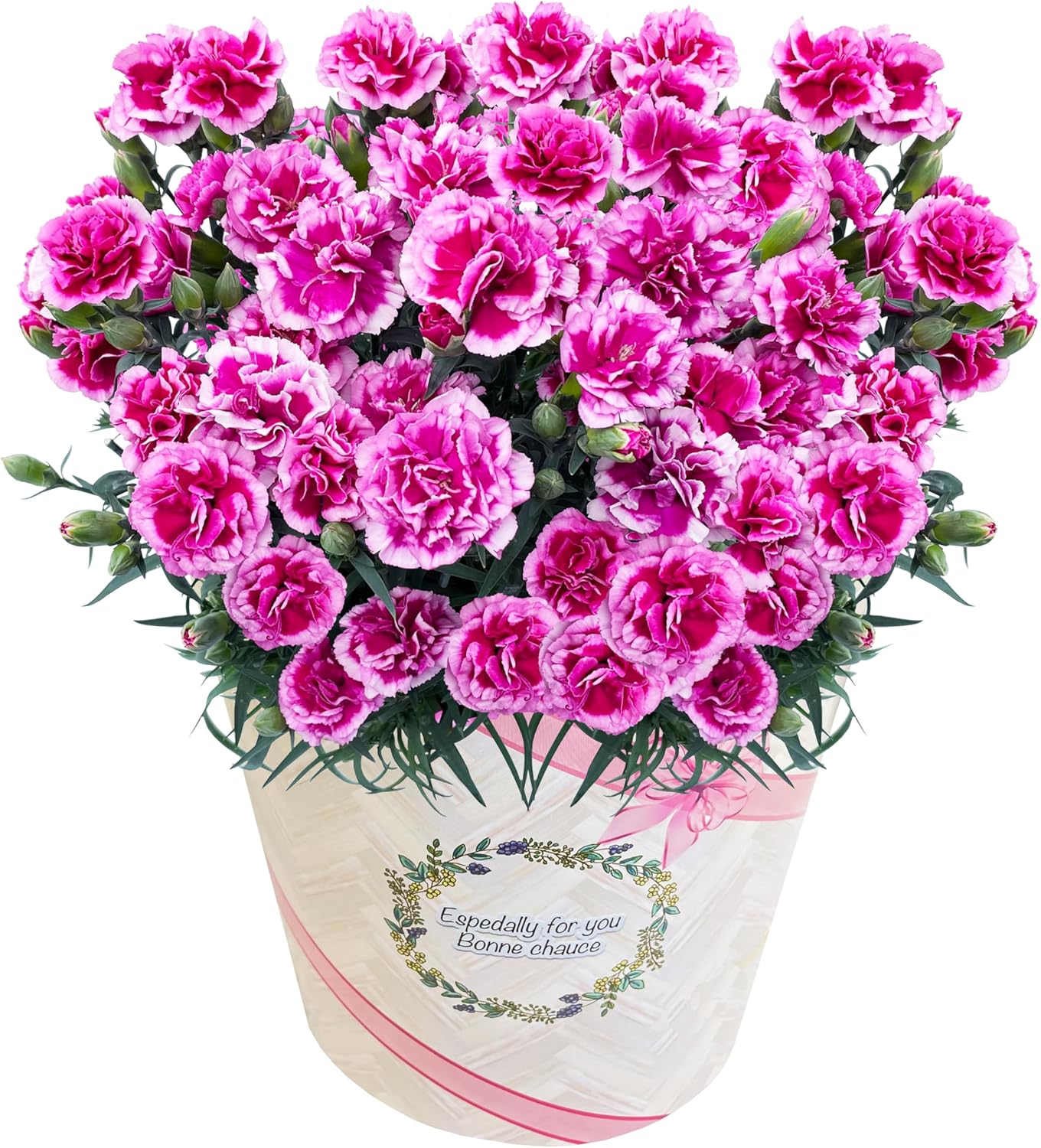 花のギフト社 母の日 花 カーネーション 母の日ギフト 鉢植え プレゼント レッド 6号