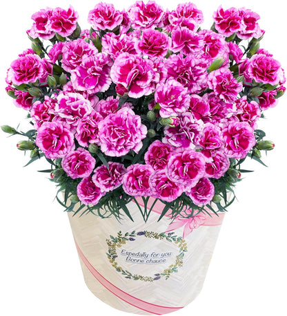 花のギフト社 母の日 花 カーネーション 母の日ギフト 鉢植え プレゼント レッド 6号