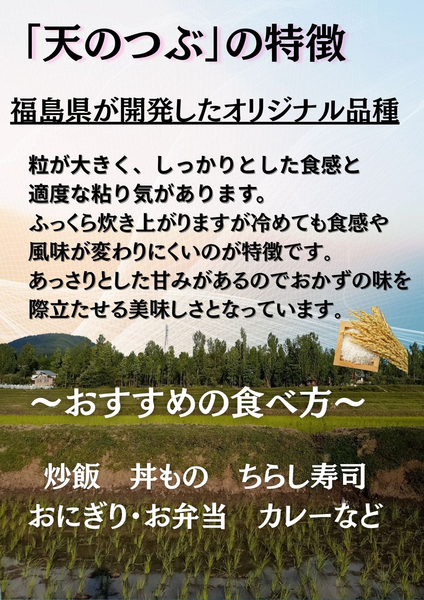 【精米】令和7年産 白米 米 福島県産天のつぶ白米